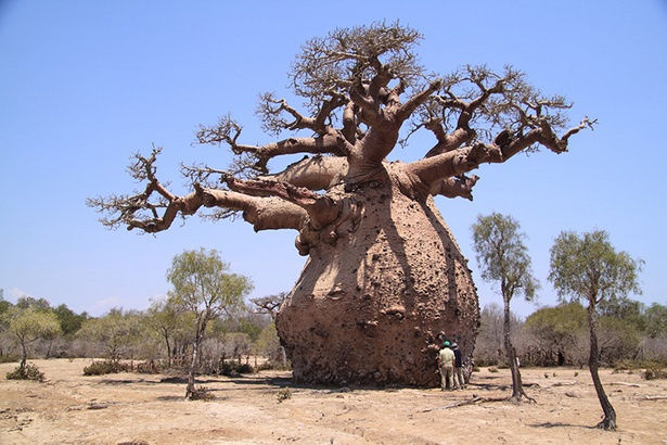 Jus de Baobab