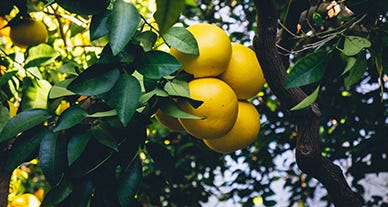 En Mars, le pomelo IGP Corse origine France est à l'honneur chez Biocoop