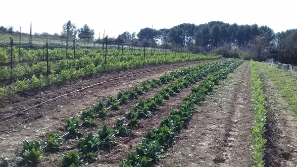 Le jardin des libellules